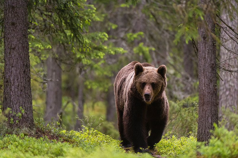 A European brown bear walking in the forest Kuhmo-Oulu-Finland art print by Sergio Pitamitz for $57.95 CAD