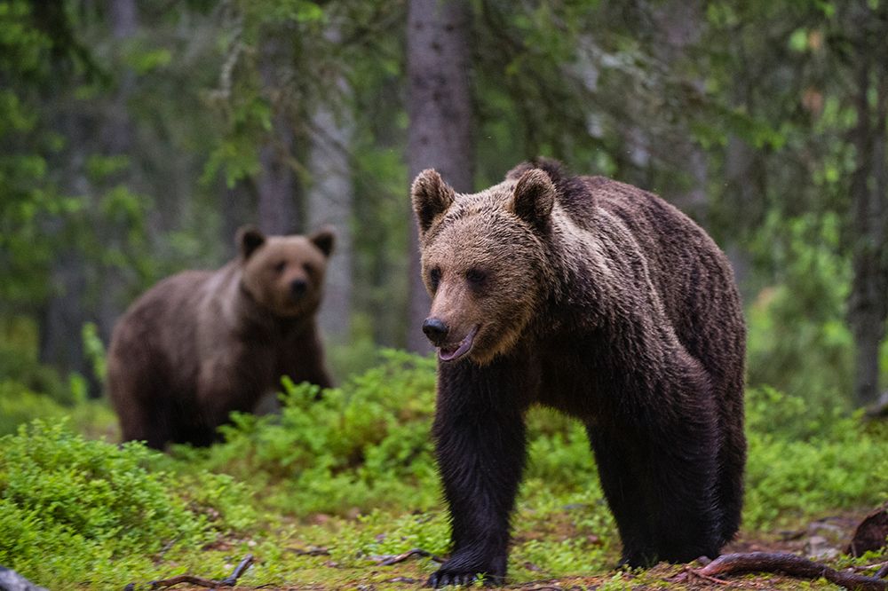 Two European brown bears walking in the forest Kuhmo-Oulu-Finland art print by Sergio Pitamitz for $57.95 CAD
