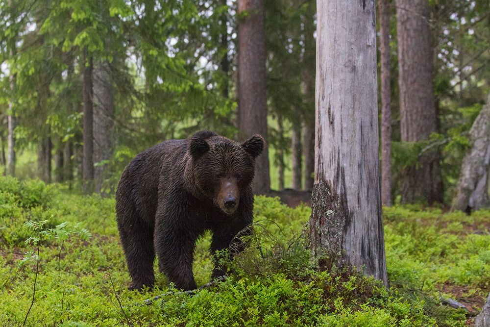 A European brown bear walking in the forest Kuhmo-Oulu-Finland art print by Sergio Pitamitz for $57.95 CAD