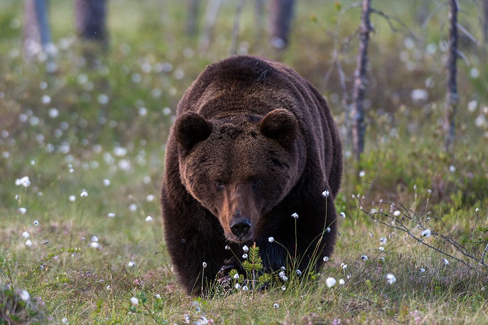 A European brown bear walking in a meadow of blooming cotton grass Kuhmo-Oulu-Finland art print by Sergio Pitamitz for $57.95 CAD