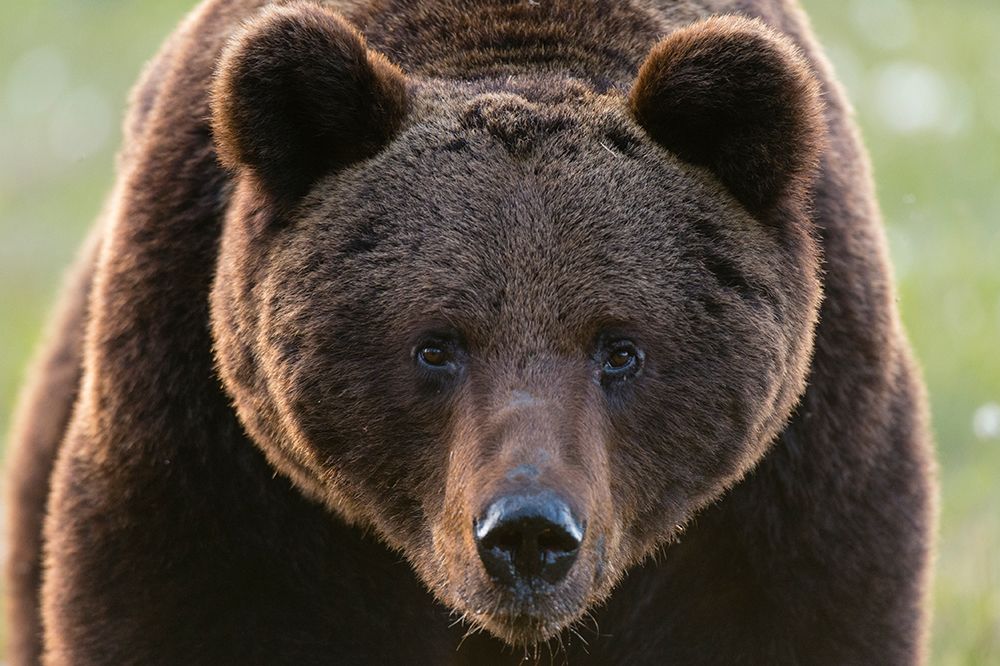 Close-up portrait of European brown bear-Ursus arctos Kuhmo-Oulu-Finland art print by Sergio Pitamitz for $57.95 CAD