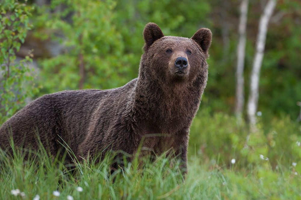 Portrait of a European brown bear Kuhmo-Finland art print by Sergio Pitamitz for $57.95 CAD