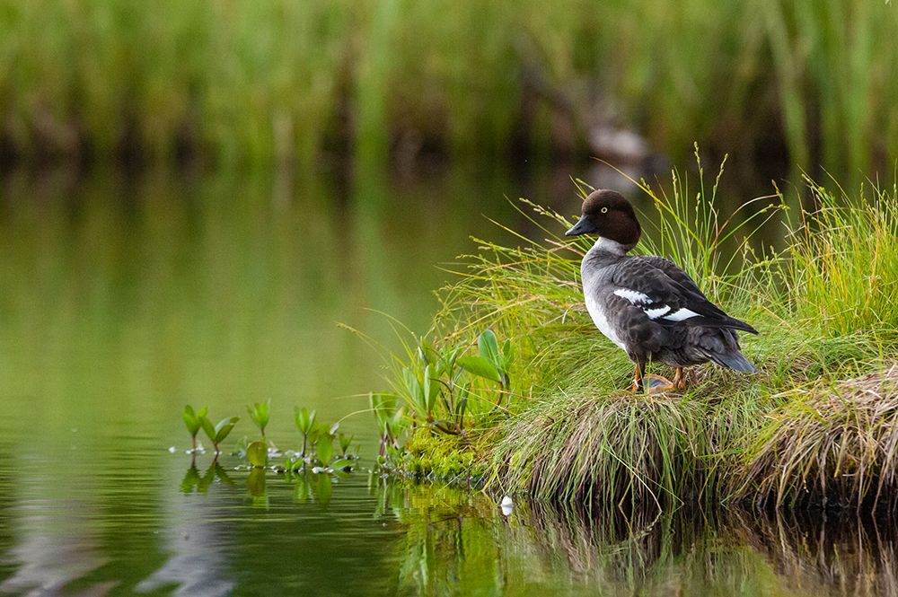 A common goldeneye-Bucephala clangula-Kuhmo-Finland art print by Sergio Pitamitz for $57.95 CAD