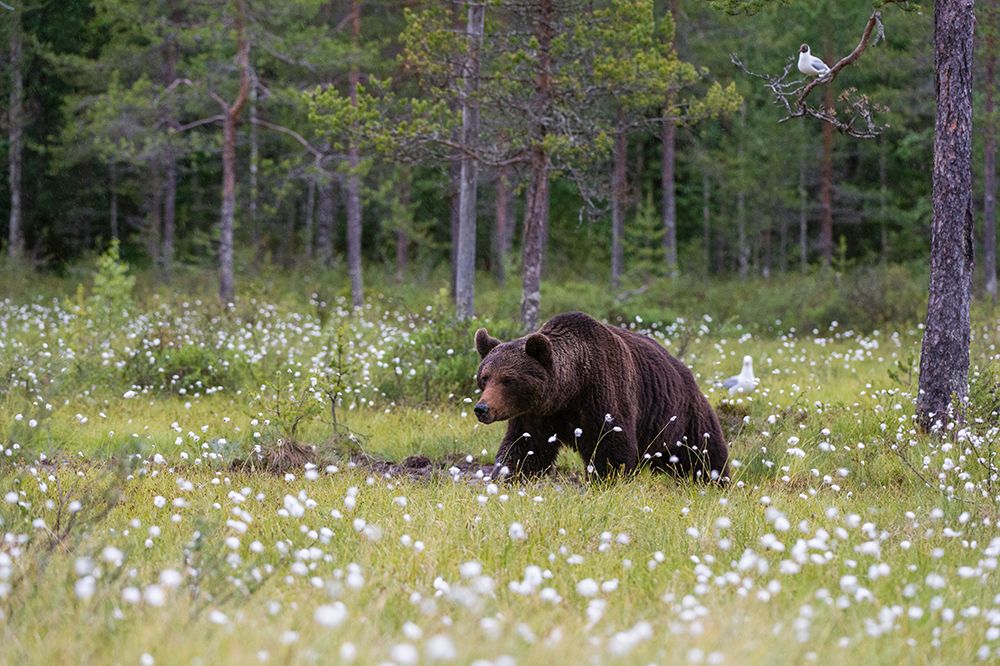 A European brown bear walking in a meadow of blooming cotton grass-Kuhmo-Finland art print by Sergio Pitamitz for $57.95 CAD