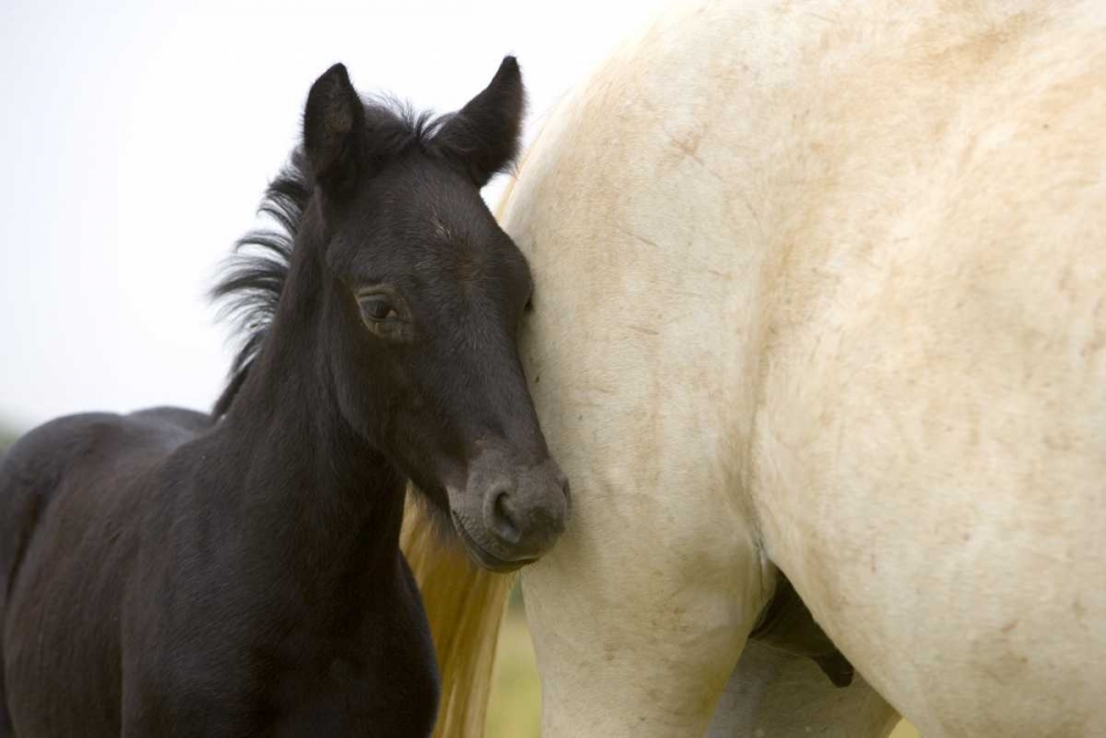 France, Provence Camargue horse and colt art print by Jim Zuckerman for $57.95 CAD