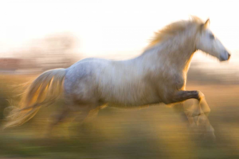 France, Provence White Camargue horse running art print by Jim Zuckerman for $57.95 CAD