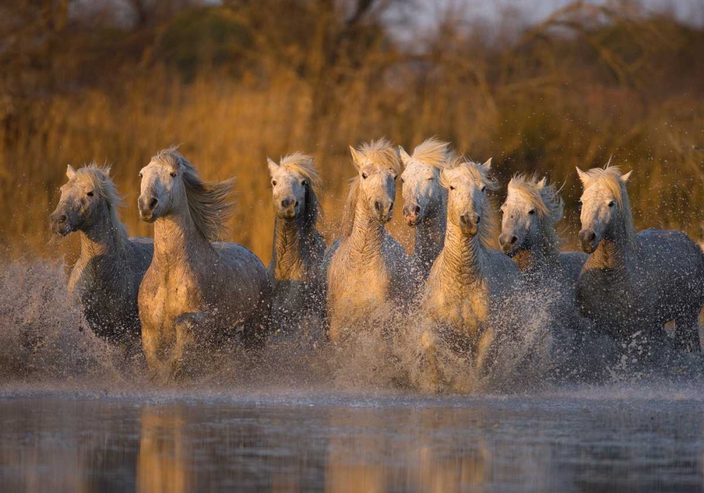 France, Provence White Camargue horses running art print by Jim Zuckerman for $57.95 CAD