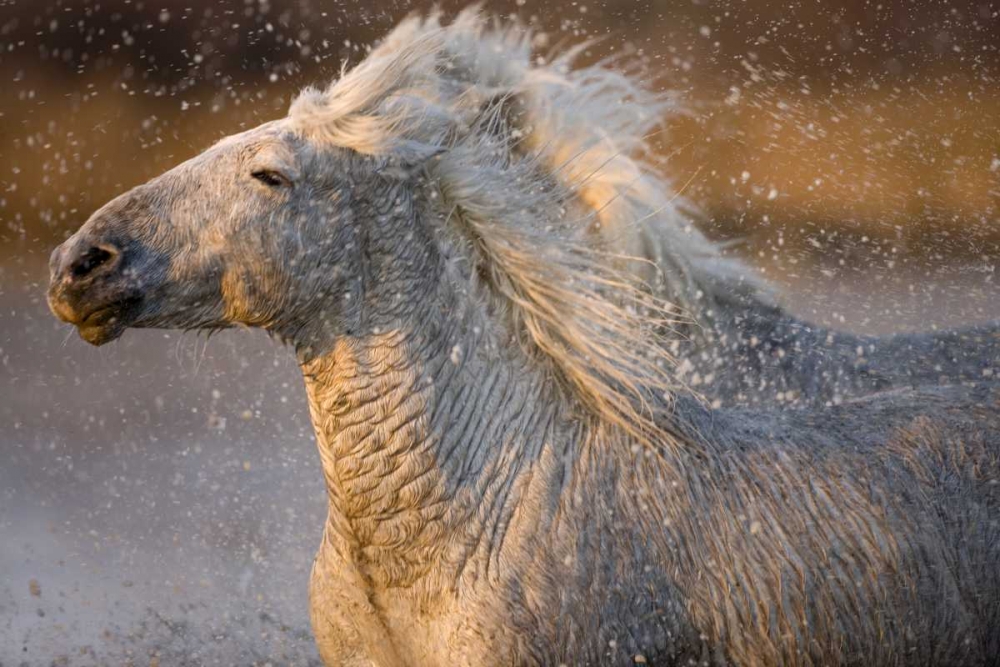 France, Provence Two Camargue horses running art print by Jim Zuckerman for $57.95 CAD