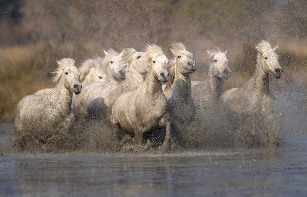 France, Provence White Camargue horses running art print by Jim Zuckerman for $57.95 CAD