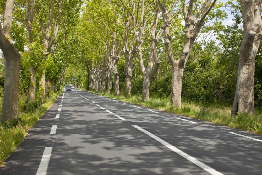 France, Provence Cars on tree-lined street art print by Fred Lord for $57.95 CAD