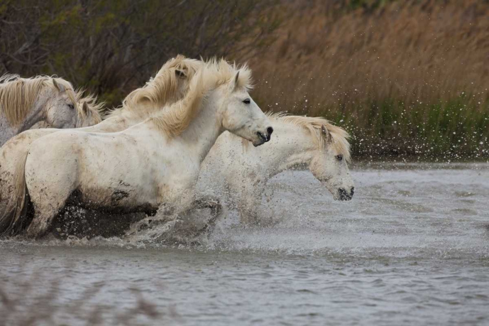 France, Provence White Camargue horses running art print by Jim Zuckerman for $57.95 CAD