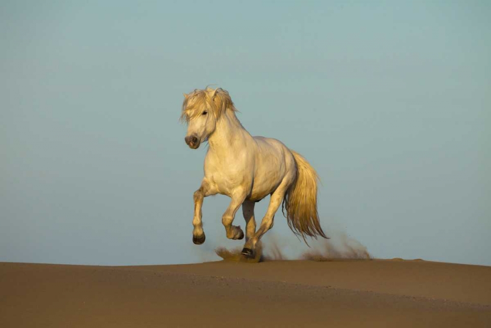 France, Provence Camargue horse running in sand art print by Jim Zuckerman for $57.95 CAD