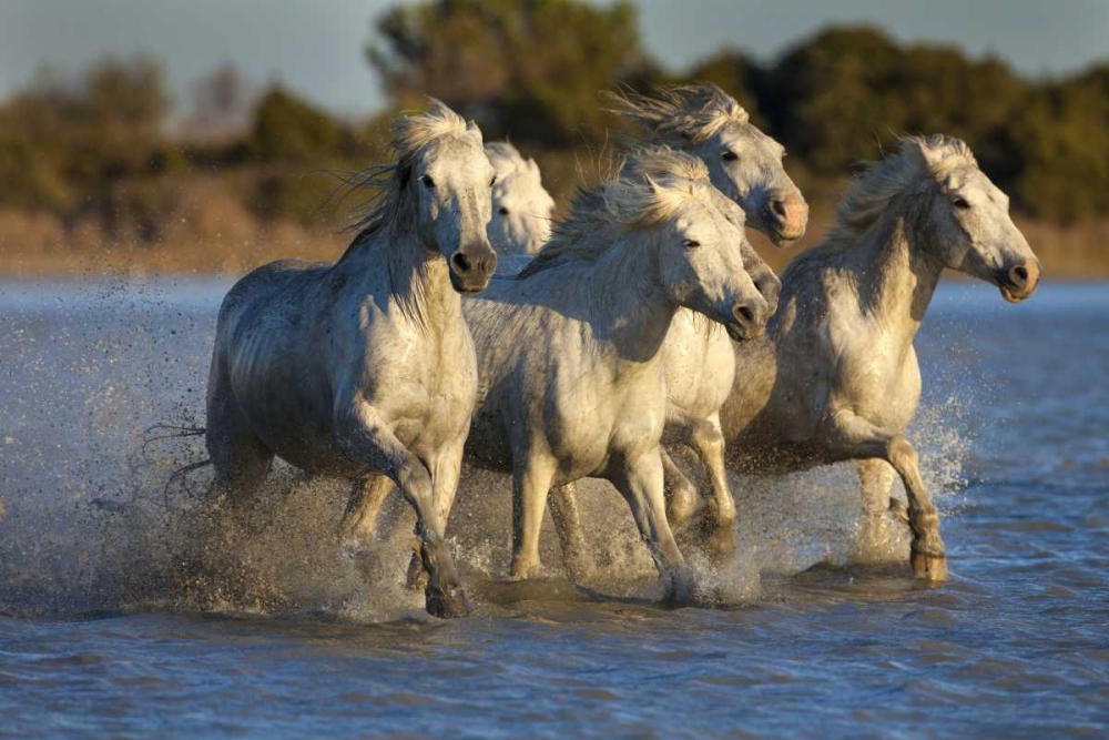 France, Provence White Camargue horses running art print by Jim Zuckerman for $57.95 CAD