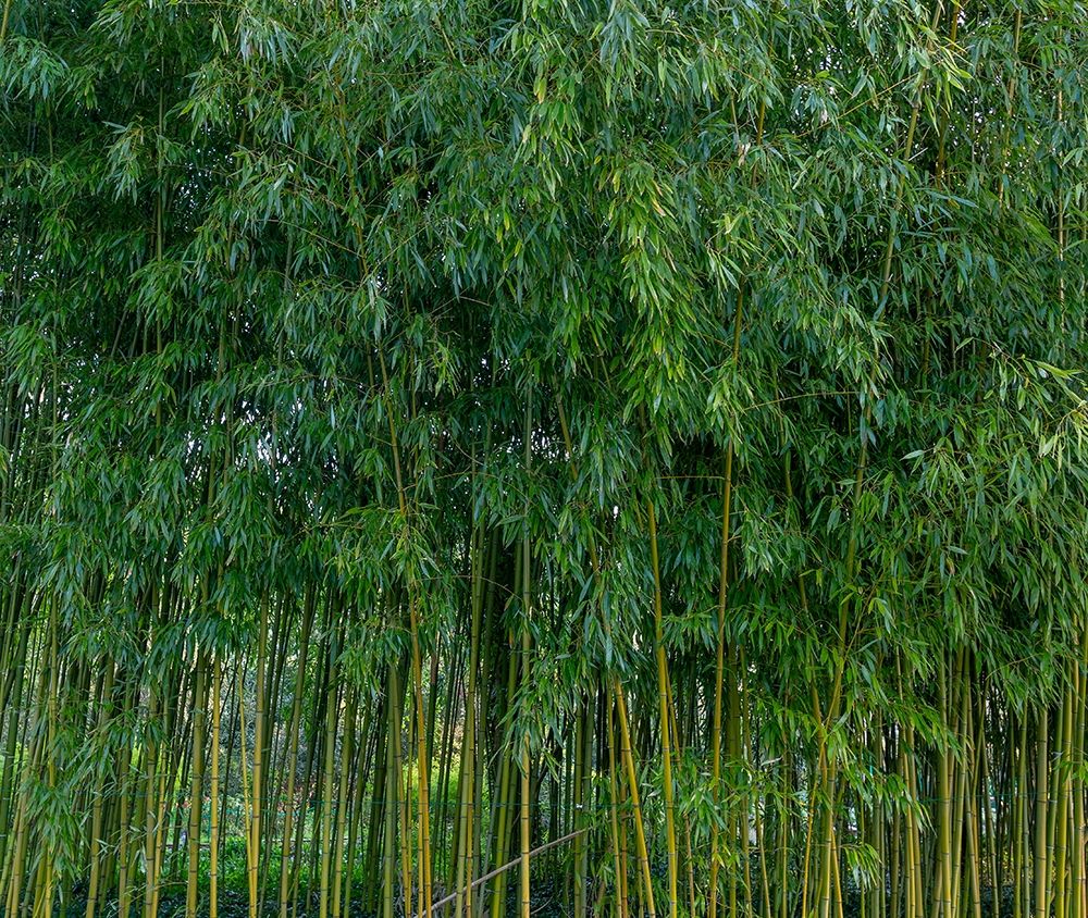 France-Giverny Bamboo forest in Monets Garden art print by Jaynes Gallery for $57.95 CAD