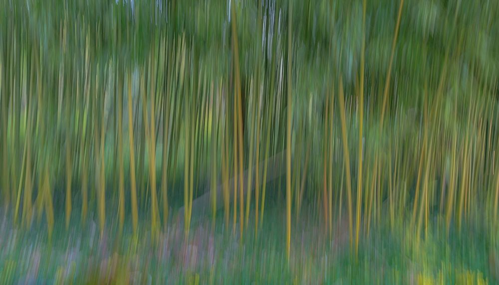 France-Giverny Abstract of bamboo forest in Monets Garden art print by Jaynes Gallery for $57.95 CAD