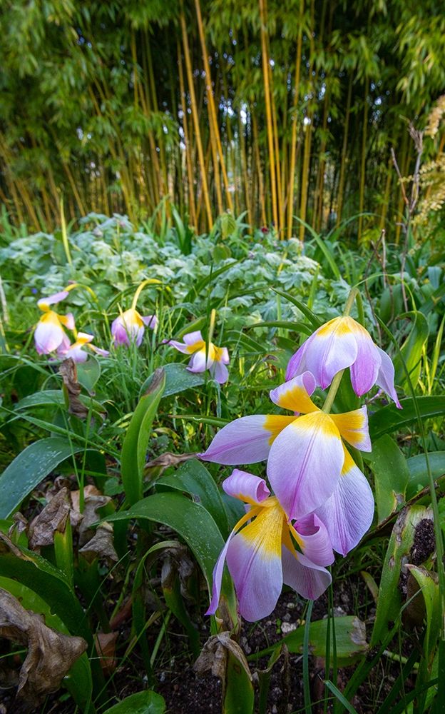 France-Giverny Spring flowers and bamboo forest in Monets Garden art print by Jaynes Gallery for $57.95 CAD