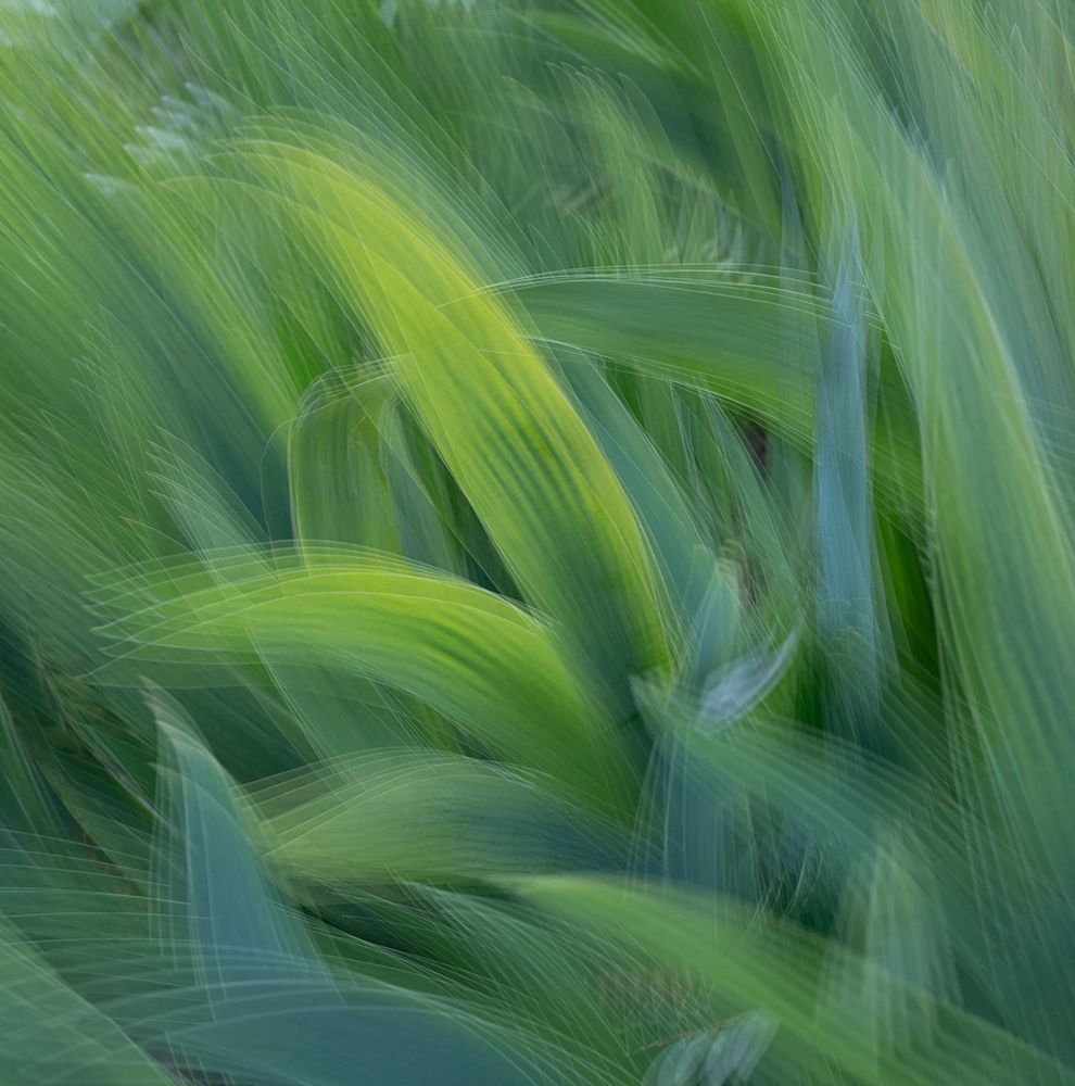 France-Giverny Abstract of green leaves art print by Jaynes Gallery for $57.95 CAD