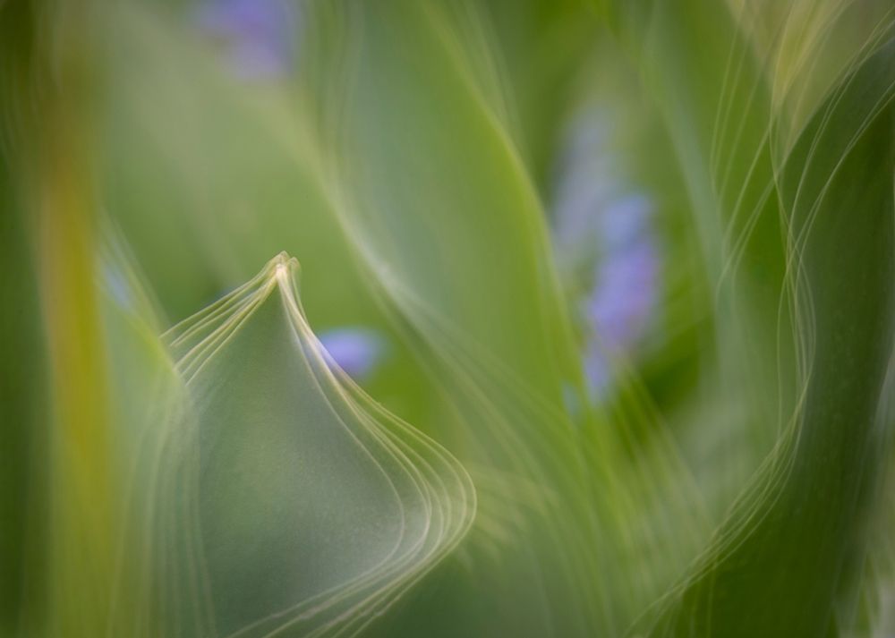 France-Giverny Abstract of green leaves art print by Jaynes Gallery for $57.95 CAD