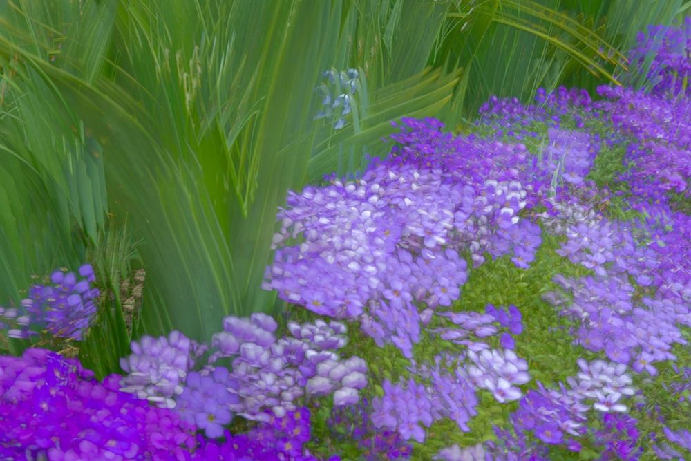 France-Giverny Impression of flowers in Monets Garden art print by Jaynes Gallery for $57.95 CAD