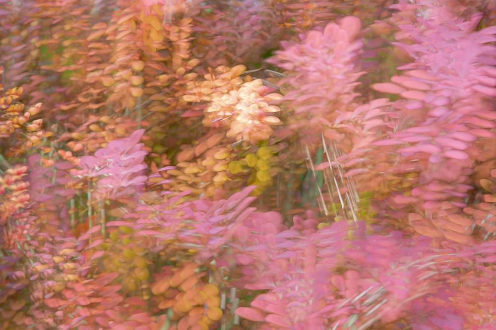 France-Giverny Impression of flowers in Monets Garden art print by Jaynes Gallery for $57.95 CAD