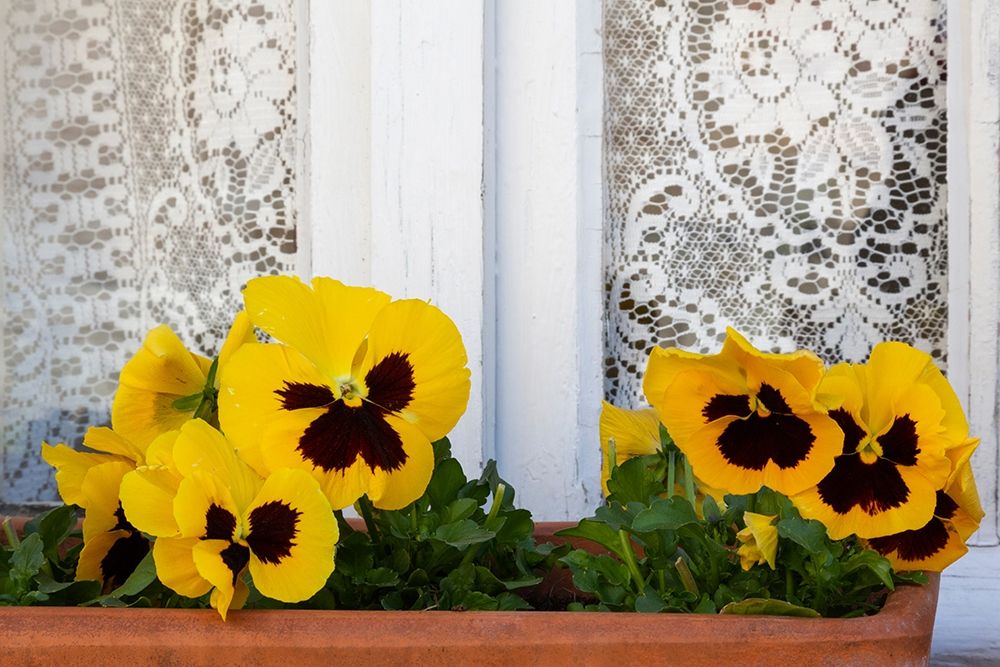 France-Giverny Yellow pansies and lace curtain art print by Jaynes Gallery for $57.95 CAD