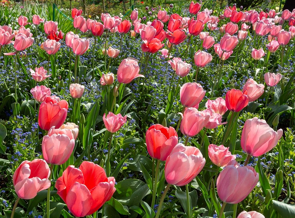 France-Giverny Pink and red backlit tulips in Monets Garden art print by Jaynes Gallery for $57.95 CAD