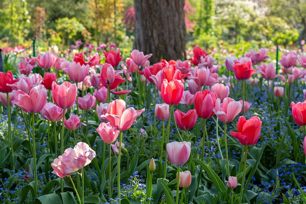 France-Giverny Side lit tulips in evening light art print by Jaynes Gallery for $57.95 CAD
