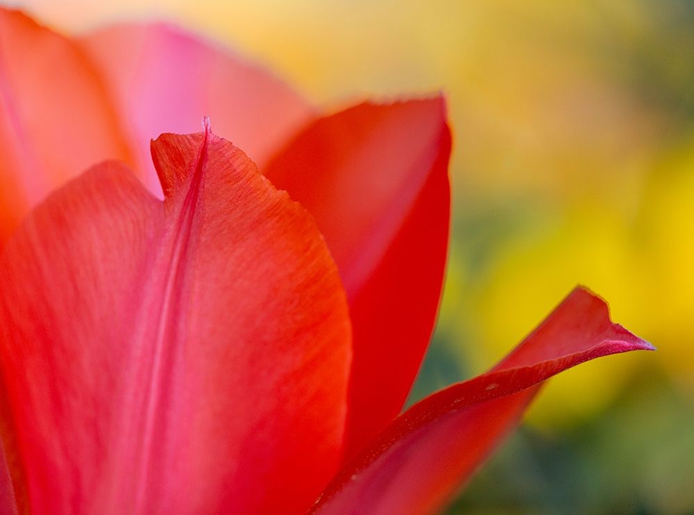 France-Giverny Close-up of red tulip petals art print by Jaynes Gallery for $57.95 CAD