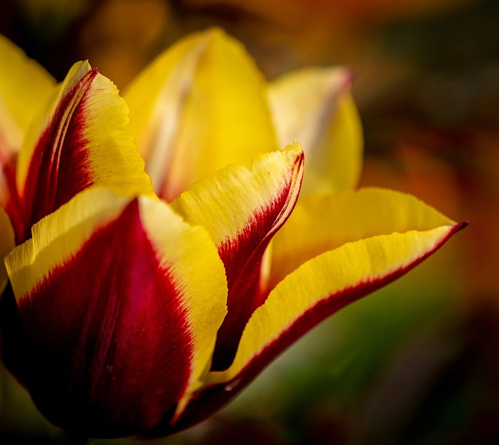 France-Giverny Close-up orange and yellow tulip petals art print by Jaynes Gallery for $57.95 CAD