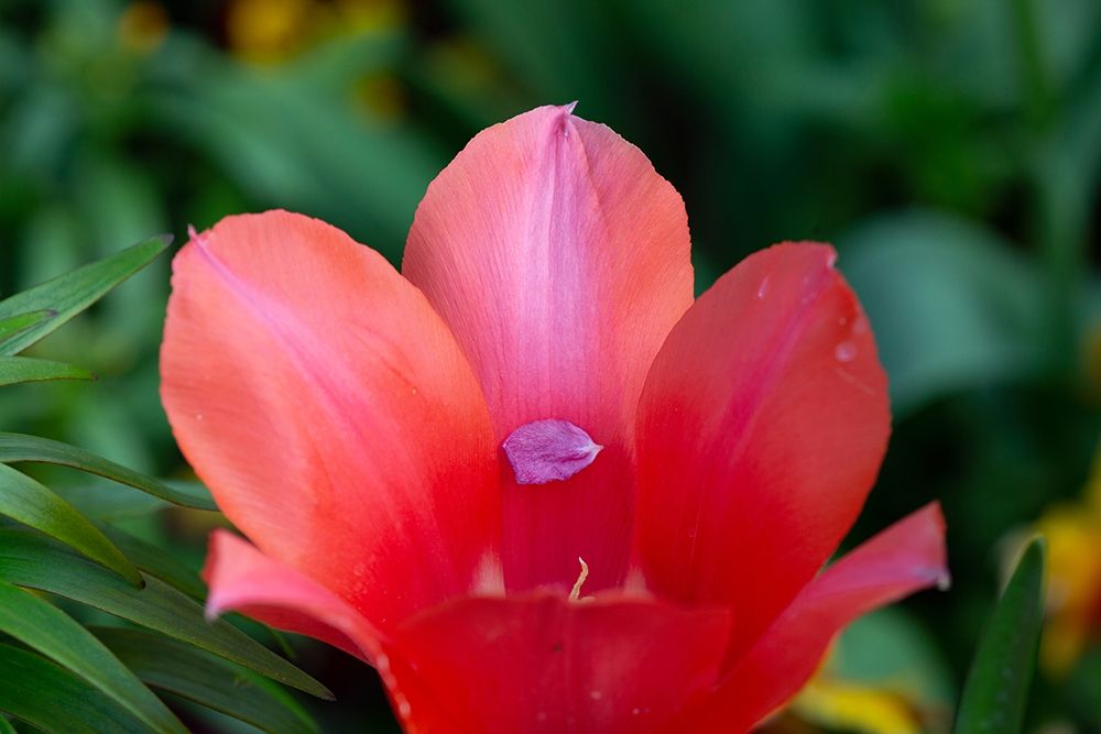 France-Giverny Close-up of tiny petal inside a red tulip art print by Jaynes Gallery for $57.95 CAD