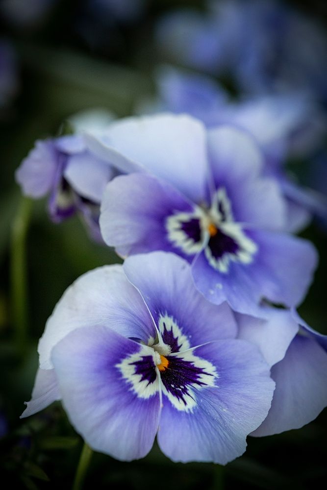 France-Giverny Close-up of purple pansies art print by Jaynes Gallery for $57.95 CAD