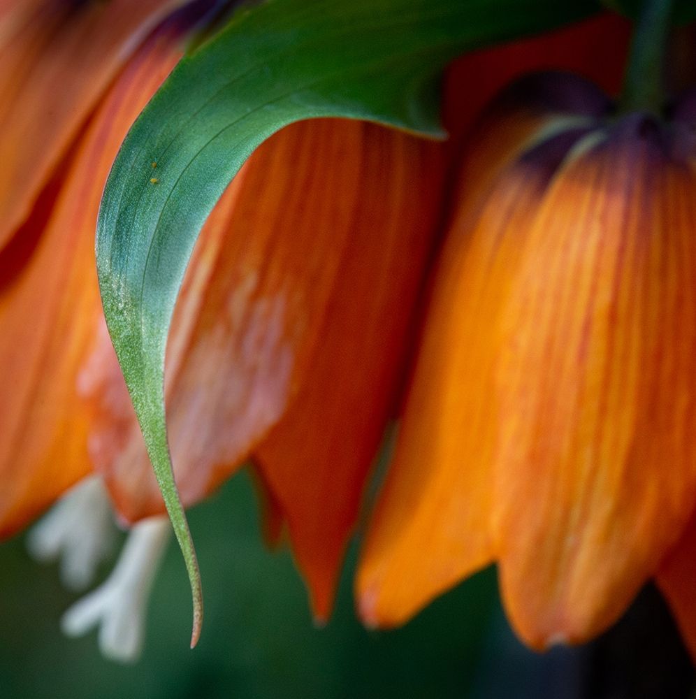 France-Giverny Close-up of orange flowers in Monets Garden art print by Jaynes Gallery for $57.95 CAD