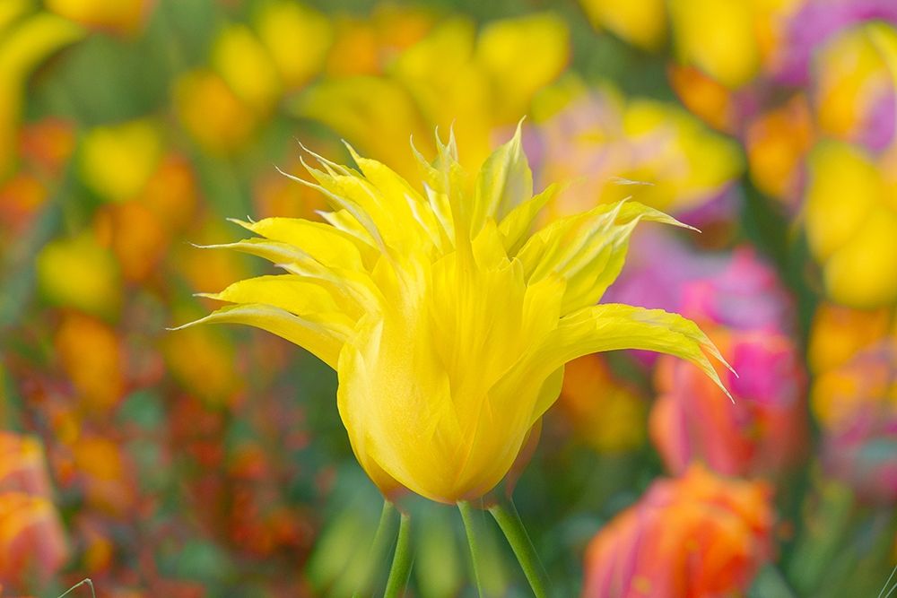 France-Giverny Impression of flowers in Monets Garden art print by Jaynes Gallery for $57.95 CAD