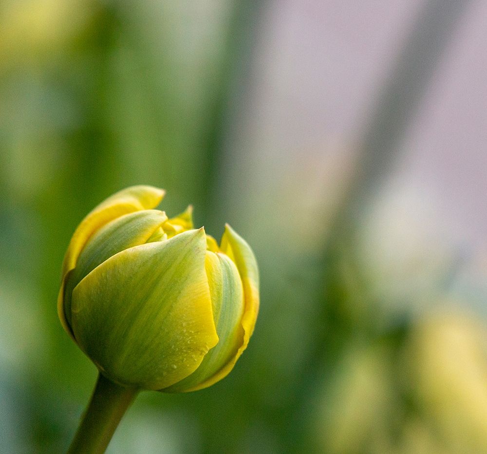 France-Giverny Close-up of a yellow tulip bud in Monets Garden art print by Jaynes Gallery for $57.95 CAD