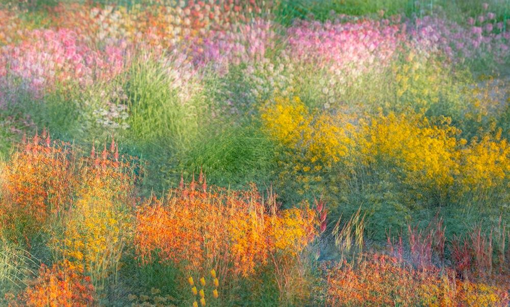 France-Giverny Impression of flowers in Monets Garden art print by Jaynes Gallery for $57.95 CAD