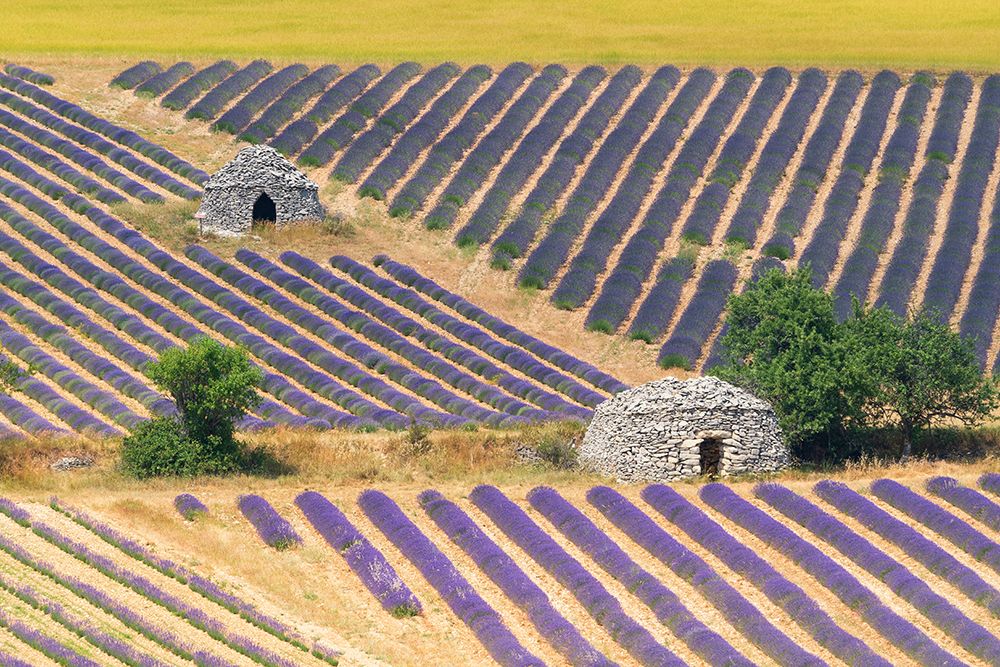 Europe-France-Provence-Lavender field and stone huts in Sault Plateau art print by Jaynes Gallery for $57.95 CAD