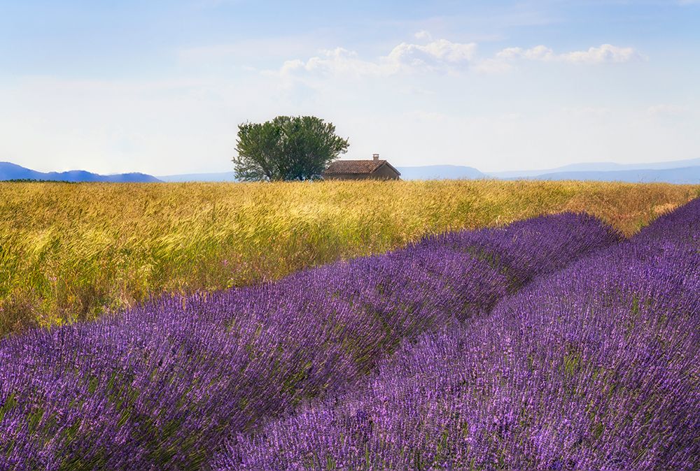 Europe-France-Provence-Valensole Plateau-Lavender and wheat crops with tree and house art print by Jaynes Gallery for $57.95 CAD