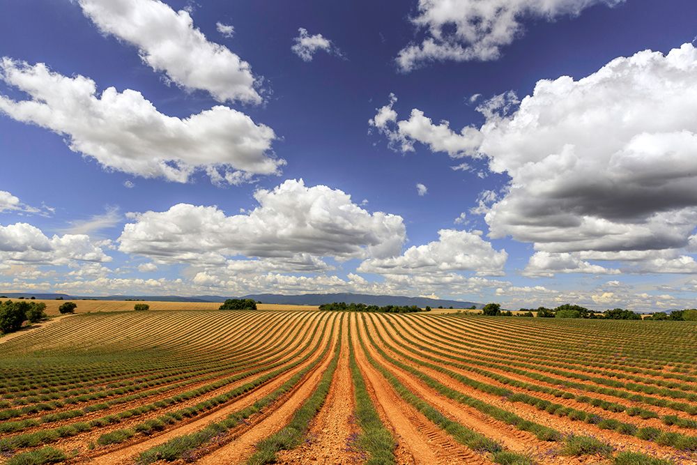 Europe-France-Provence-Valensole Plateau-Harvested lavender fields art print by Jaynes Gallery for $57.95 CAD
