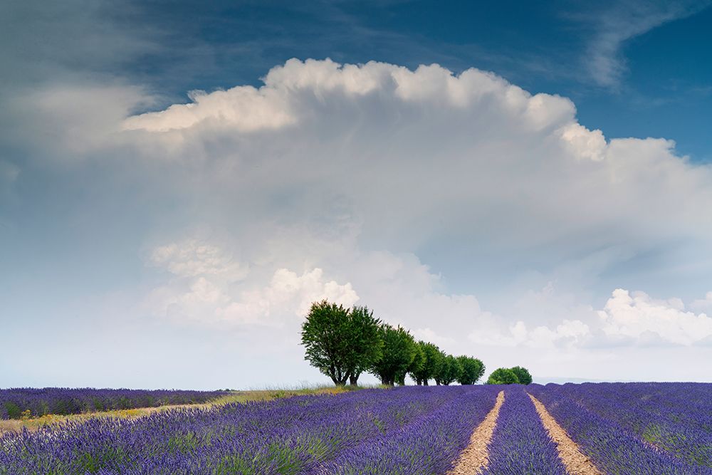 Europe-France-Provence-Valensole Plateau-Clouds over rows of lavender and trees art print by Jaynes Gallery for $57.95 CAD