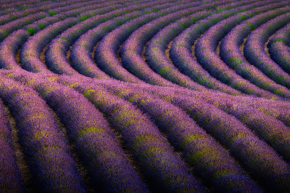 Europe-France-Provence-Valensole Plateau-Rows of ripe lavender art print by Jaynes Gallery for $57.95 CAD