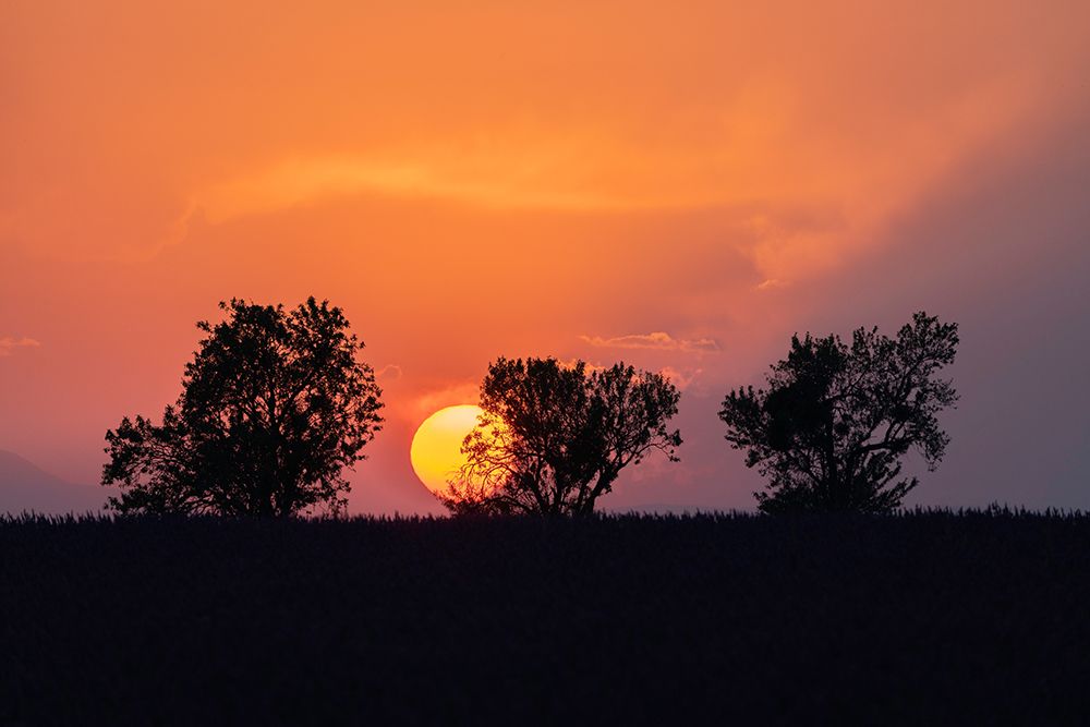 Europe-France-Provence-Sunset and tree silhouettes on Valensole Plateau art print by Jaynes Gallery for $57.95 CAD