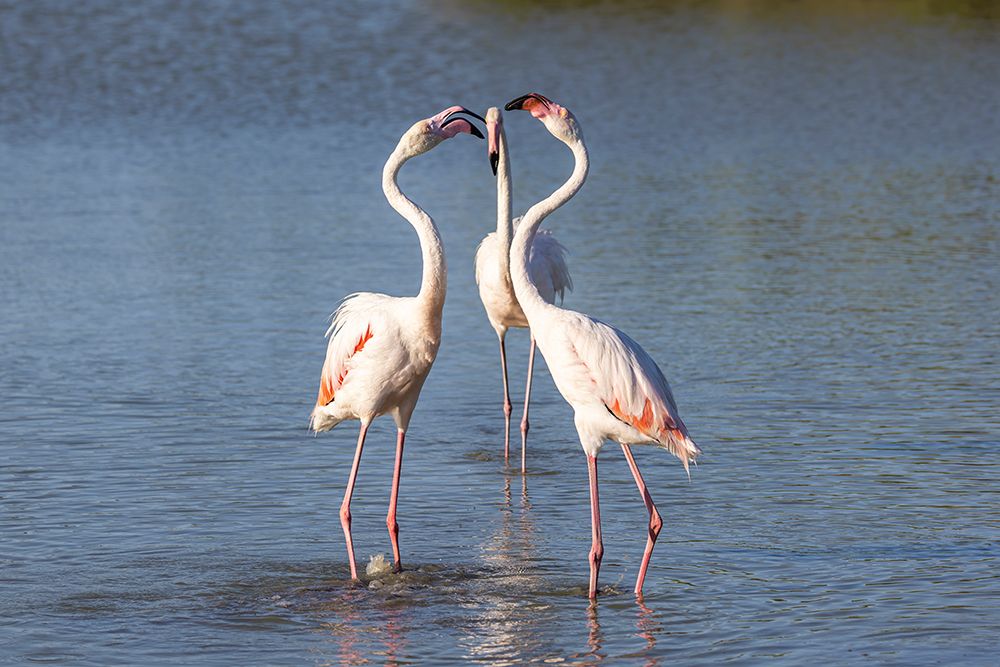 Provence-Alpes-Cote dAzur-France Flamingos at the Ornithological Park of Pont de Gau art print by Emily M. Wilson for $57.95 CAD