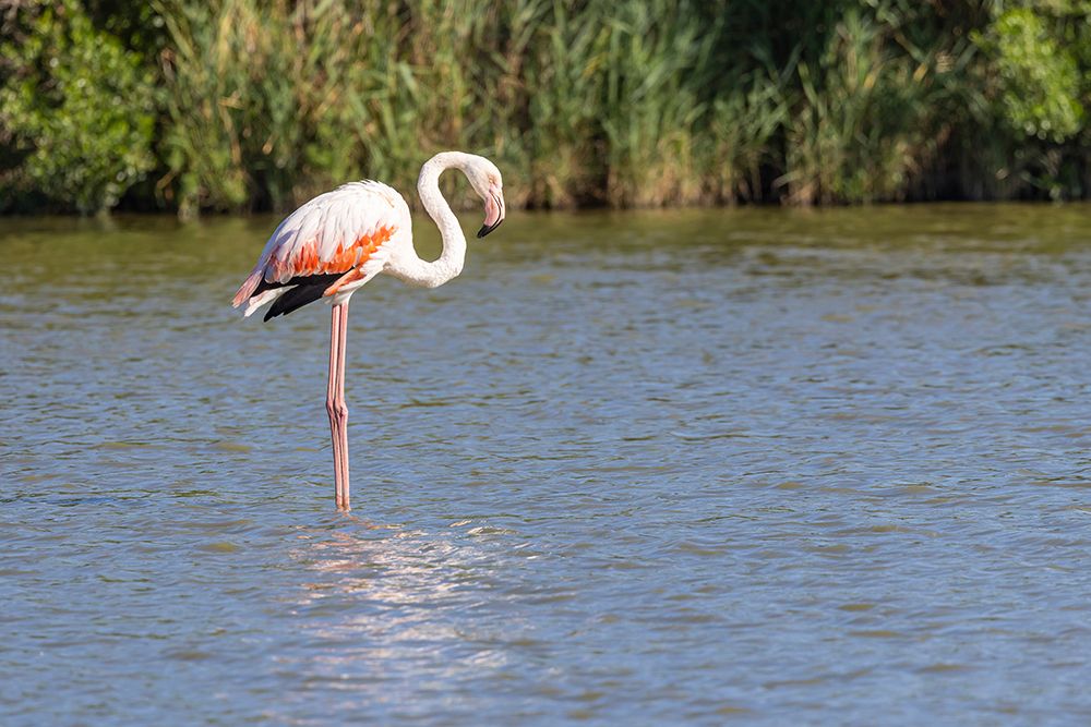 Provence-Alpes-Cote dAzur-France Flamingos at the Ornithological Park of Pont de Gau art print by Emily M. Wilson for $57.95 CAD