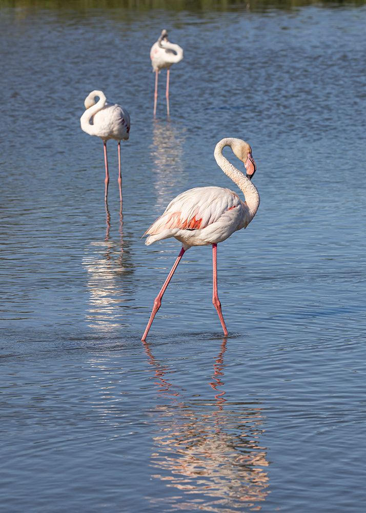 Provence-Alpes-Cote dAzur-France Flamingos at the Ornithological Park of Pont de Gau art print by Emily M. Wilson for $57.95 CAD