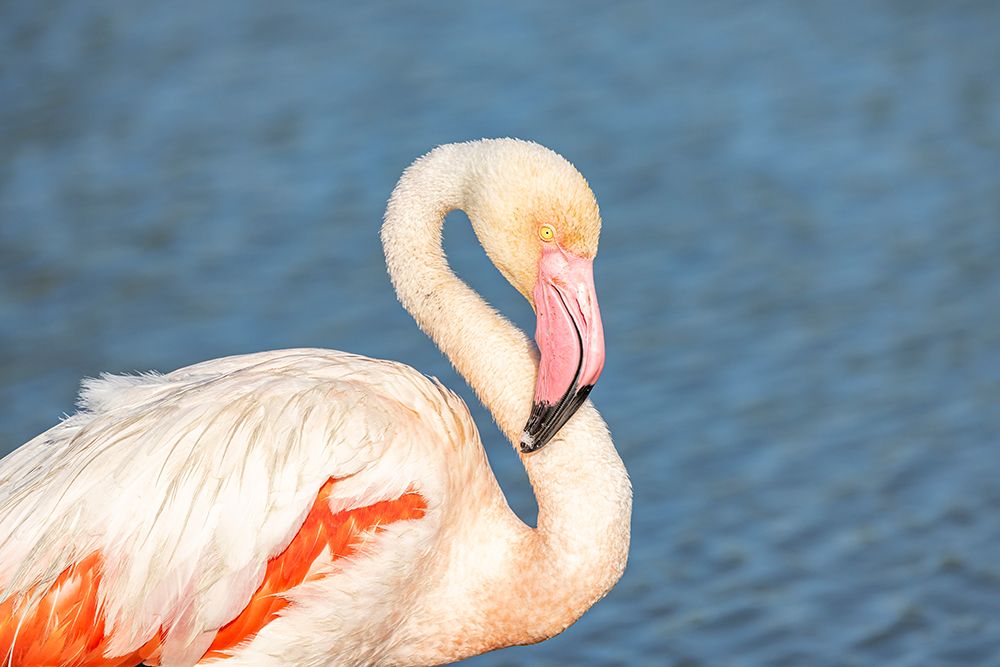 Provence-Alpes-Cote dAzur-France Flamingos at the Ornithological Park of Pont de Gau art print by Emily M. Wilson for $57.95 CAD