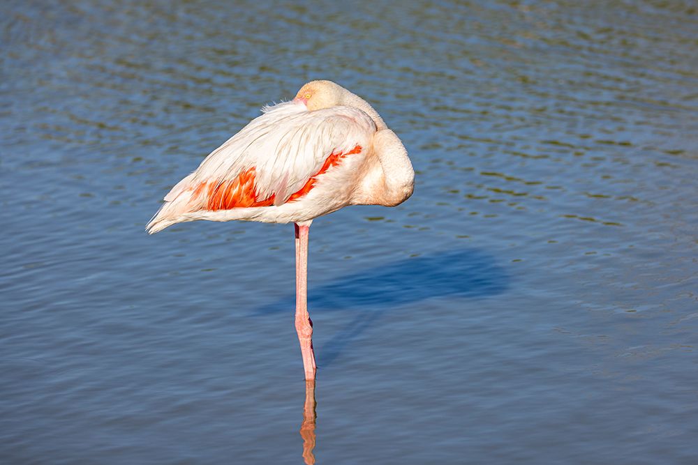 Provence-Alpes-Cote dAzur-France Flamingos at the Ornithological Park of Pont de Gau art print by Emily M. Wilson for $57.95 CAD