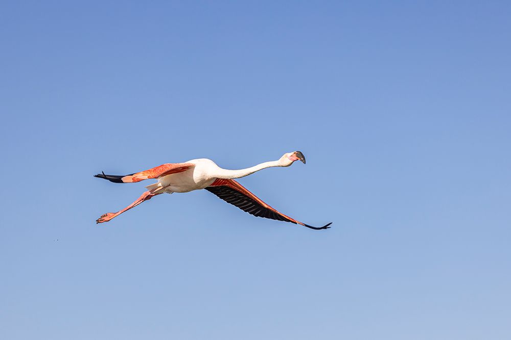 Provence-Alpes-Cote dAzur-France Flamingos at the Ornithological Park of Pont de Gau art print by Emily M. Wilson for $57.95 CAD