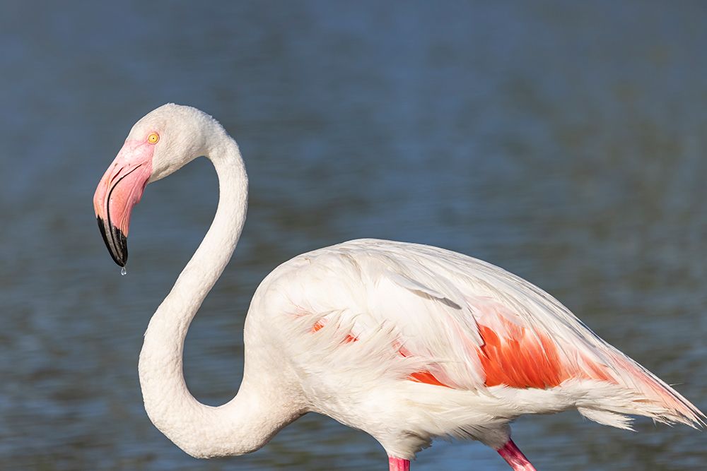 Provence-Alpes-Cote dAzur-France Flamingos at the Ornithological Park of Pont de Gau art print by Emily M. Wilson for $57.95 CAD