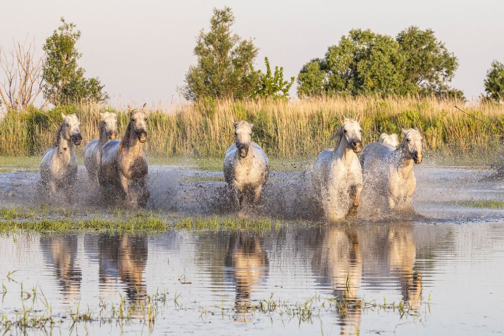 Provence-Alpes-Cote dAzur-France Horses running through the marshes in the Camargue art print by Emily M. Wilson for $57.95 CAD