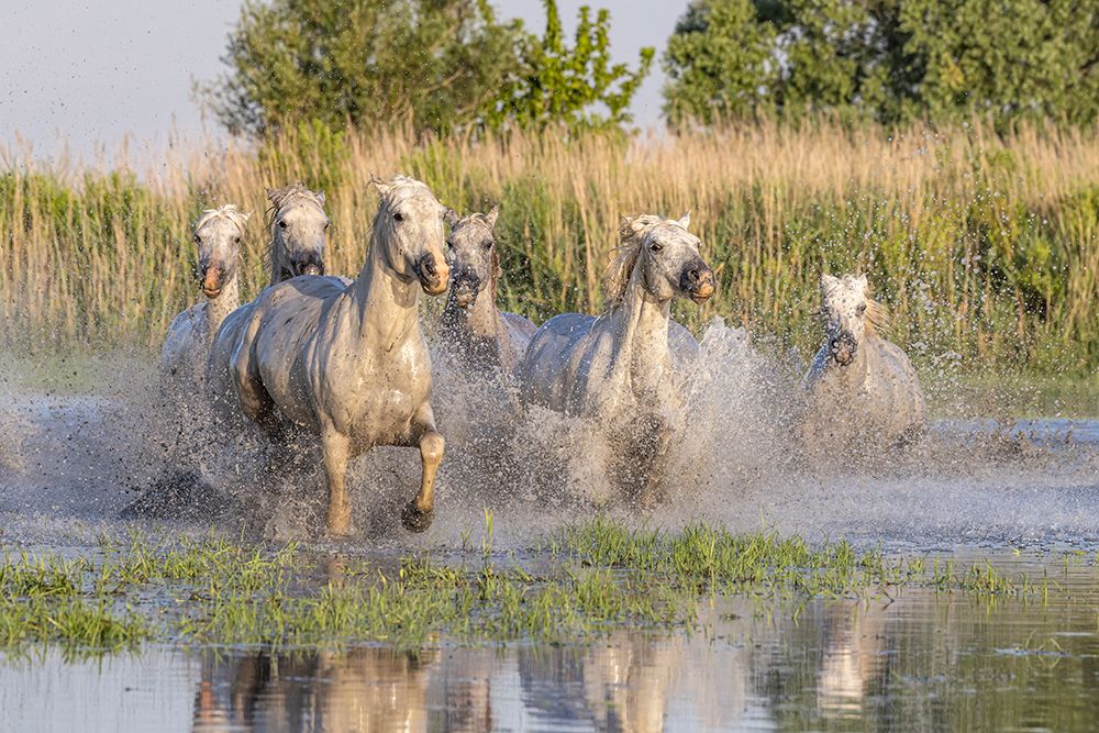 Provence-Alpes-Cote dAzur-France Horses running through the marshes in the Camargue art print by Emily M. Wilson for $57.95 CAD